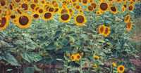 Amongst the Sunflowers
