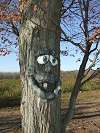 Faces on trees (Click to enlarge)