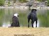 A Dog Day Afternoon At The Resort