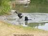 In For A Dip