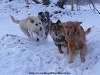 Winter Frolic!