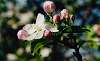 Springtime at the orchard