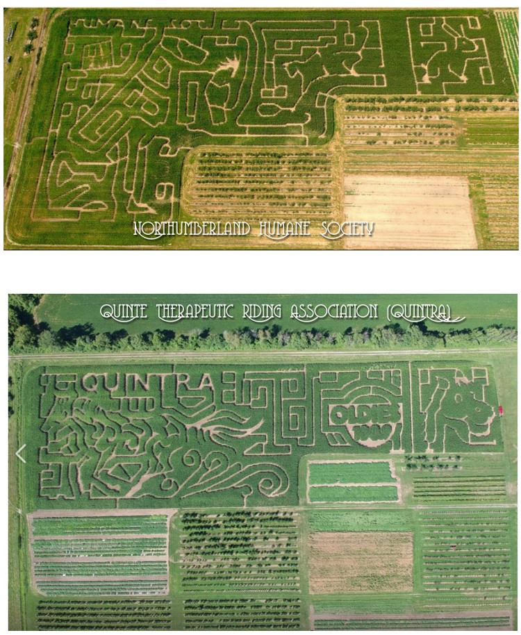 Dog Firefighter Maze 2008!