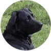 Black Labrador
