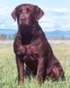 Chocolate Labrador