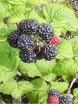 Fresh Huron County Black Raspberries!