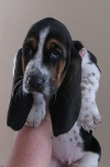 Basset Hound Puppies when available
